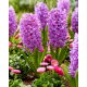 Hiacynt Purple Voice - 3 szt.
