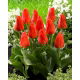 Tulipan Miramare - 5 szt.