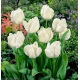 Tulipan White Parrot - GIGA paczka! - 250 szt.