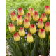 Tulipan Suncatcher - GIGA paczka! - 250 szt.