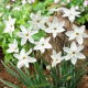 Ipheion - Ifejon - Alberto Castillo - GIGA paczka! - 500 szt.