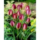 Tulipan Red Beauty - GIGA paczka! - 250 szt.