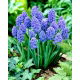 Szafirek Muscari Blue Spike - GIGA paczka - 500 szt.