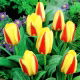 Tulipan Gluck - GIGA paczka! - 250 szt.