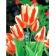 Tulipan Sylvia Warder - GIGA paczka! - 250 szt.