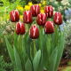 Tulipan Armani - GIGA paczka! - 250 szt.