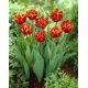Tulipan Allegretto - GIGA paczka! - 250 szt.