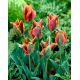 Tulipan Artist - GIGA paczka! - 250 szt.