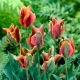 Tulipan Artist - GIGA paczka! - 250 szt.