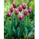 Tulipan Chansonette - GIGA paczka! - 250 szt.