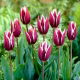 Tulipan Chansonette - GIGA paczka! - 250 szt.
