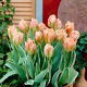 Tulipan China Town - GIGA paczka! - 250 szt.