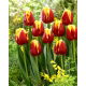 Tulipan Denmark - GIGA paczka! - 250 szt.