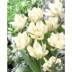 Tulipan Exotic Emperor - GIGA paczka! - 250 szt.