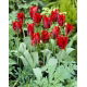 Tulipan Hollywood - GIGA paczka! - 250 szt.