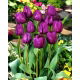 Tulipan fioletowy - Violet - GIGA paczka! - 250 szt.
