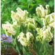 Tulipan Super Parrot - GIGA paczka! - 250 szt.