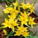 Tulipan Urumiensis - GIGA paczka! - 250 szt.