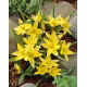 Tulipan Urumiensis - GIGA paczka! - 250 szt.