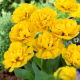 Tulipan Yellow Pomponette - pełny - GIGA paczka! - 250 szt.