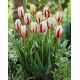 Tulipan Carnaval de Rio - GIGA paczka! - 250 szt.