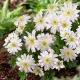 Zawilec grecki - White Splendour - GIGA paczka! - 400 szt.