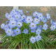 Ipheion - Ifejon - Rolf Fiedler - GIGA paczka! - 500 szt.