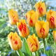 Tulipan Olympic Flame - GIGA paczka! - 250 szt.