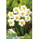 Narcyz pełny Flower Drift - GIGA paczka! - 250 szt.