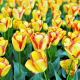 Tulipan Cape Town - GIGA paczka! - 250 szt.