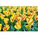 Tulipan Cape Town - GIGA paczka! - 250 szt.