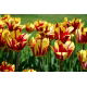 Tulipan El Cid - GIGA paczka! - 250 szt.