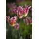 Tulipan Florosa - GIGA paczka! - 250 szt.
