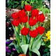 Tulipan Abba - GIGA paczka! - 250 szt.