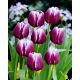 Tulipan Arabian Mystery - GIGA paczka! - 250 szt.
