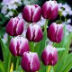 Tulipan Arabian Mystery - GIGA paczka! - 250 szt.