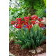 Tulipan Eye Catcher - GIGA paczka! - 250 szt.