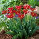 Tulipan Eye Catcher - GIGA paczka! - 250 szt.
