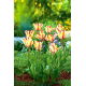 Tulipan Flaming Parrot - GIGA paczka! - 250 szt.