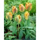 Tulipan Golden Artist - GIGA paczka! - 250 szt.