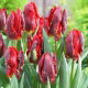 Tulipan Rococo - GIGA paczka! - 250 szt.