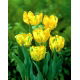 Tulipan papuzi - Texas Gold - GIGA paczka! - 250 szt.
