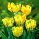 Tulipan papuzi - Texas Gold - GIGA paczka! - 250 szt.