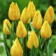 Tulipan Yokohama - GIGA paczka! - 250 szt.