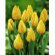 Tulipan Yokohama - GIGA paczka! - 250 szt.