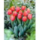 Tulipan Jimmy - GIGA paczka! - 250 szt.