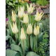 Tulipan Saporro - GIGA paczka! - 250 szt.
