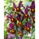 Irys holenderski - Red Ember - GIGA paczka! - 500 szt.