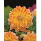 Dalia - Peaches and Cream - GIGA paczka! - 50 szt.