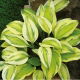 Funkia - Hosta Captain's Adventure - GIGA paczka! - 50 szt.